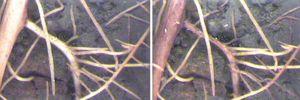 Figure 1: Minirhizotron images capture the maturation of grapevine roots over two weeks in July.