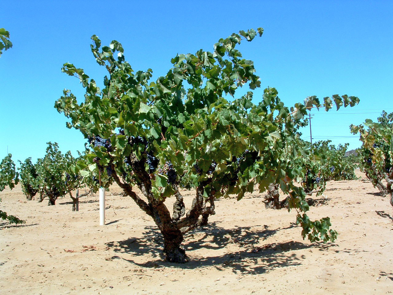 Considerations for Dry Farming Wine Grapes « Lodi Growers