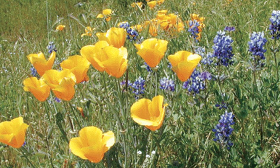 California poppies and annual lupine useful for "beauty" cover crop mixes.