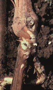 Figure 7.6: Phytophthora cinnamomi decomposes the cambium of the root crown, resulting in a dark brown layer of dead tissue beneath the bark, as shown on the thick root in the foreground. Culture attempts from the margin of a lesion often yield the saprophytic secondary fungi that follow P. cinnamomi infection, primarily because the pathogen is quickly replaced by these ubiquitous soilborne fungi. To guard against detection of secondary fungi instead of the primary pathogen, request that only the margins of lesions are plated and that cultures obtained from the roots, root crown, and soil are compared before a diagnosis is made. Photo: K. Baumgartner.