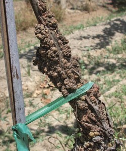 Figure 7.2: A diagnostic symptom of crown gall is the abnormal tumorlike gall that sometimes forms on the vine trunk and canes in response to infection by the pathogen Agrobacterium vitis. Photo: S. J. Vasquez.