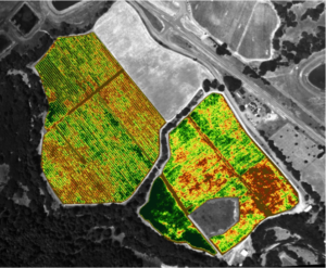 Photo 2. NDVI Afternoon.
