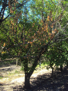 Figure 2. Death of an apricot tree from Eutypa dieback. Photo by R. Travadon.