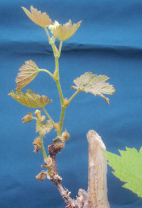 Figure 4. Foliar symptoms of Eutypa dieback, which were reproduced in the greenhouse after 11 months of infection. Photo by R. Travadon.