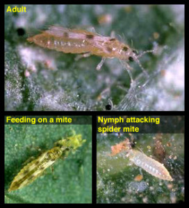 sixspotted_thrips