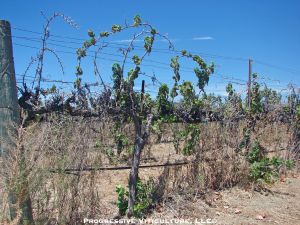 Fig. 1: A vineyard with no applied resources from external sources.