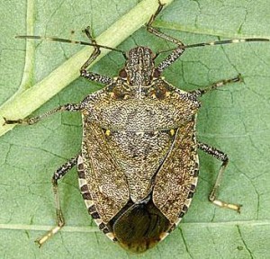 Brown Marmorated Stink Bug. Photo: UC IPM