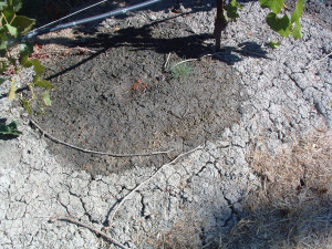 Figure 1:  Wetted soil with unimpaired infiltration.  Photo: Progressive Viticulture©