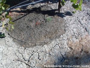 Figure 1: Wetted soil with unimpaired infiltration. Photo: Progressive Viticulture©