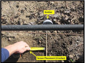Figure 8: A typical soil moisture sensor installation showing the placement distance about 4-6 inches from a drip emitter. Some trial and error may be needed to determine ideal distance from the emitter to correlate soil moisture readings with plant water stress measurements.