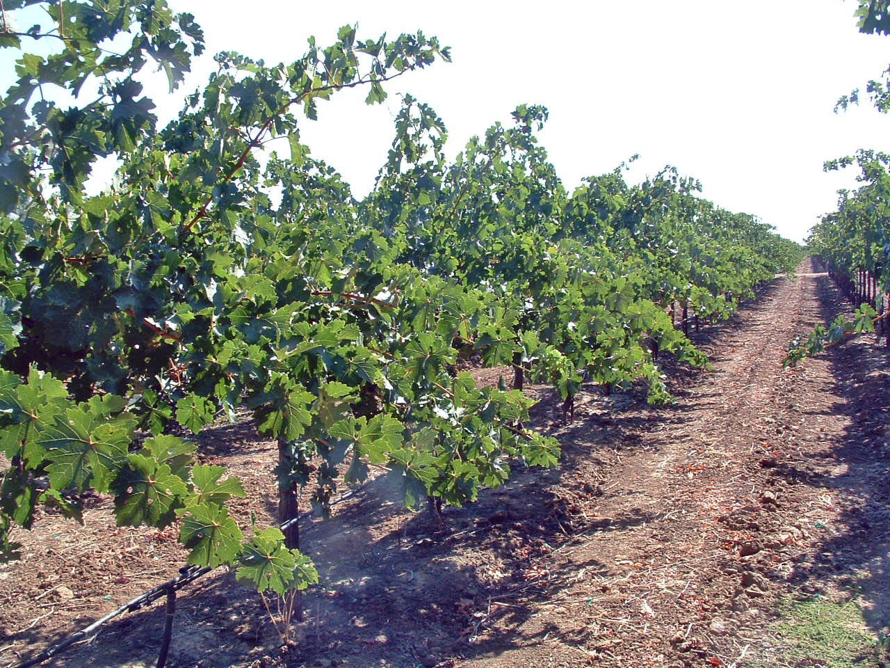 Regulated Deficit Irrigation Part I Lodi Growers