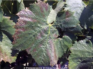 Figure 4: Grapevine leaves displaying high temperature plus high UV radiation damage. Photo: Progressive Viticulture©