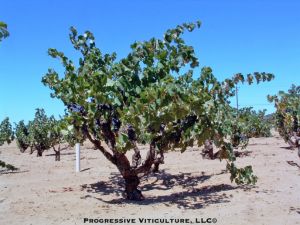 Figure 3: A well balanced and well managed dry farmed grapevine during the ripening period. (Photo source: Progressive Viticulture©)