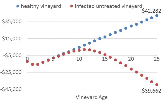 Figure 2: Cumulative Net Returns (Total Revenue – Total Cost) per acre for healthy versus infected-untreated vineyards.