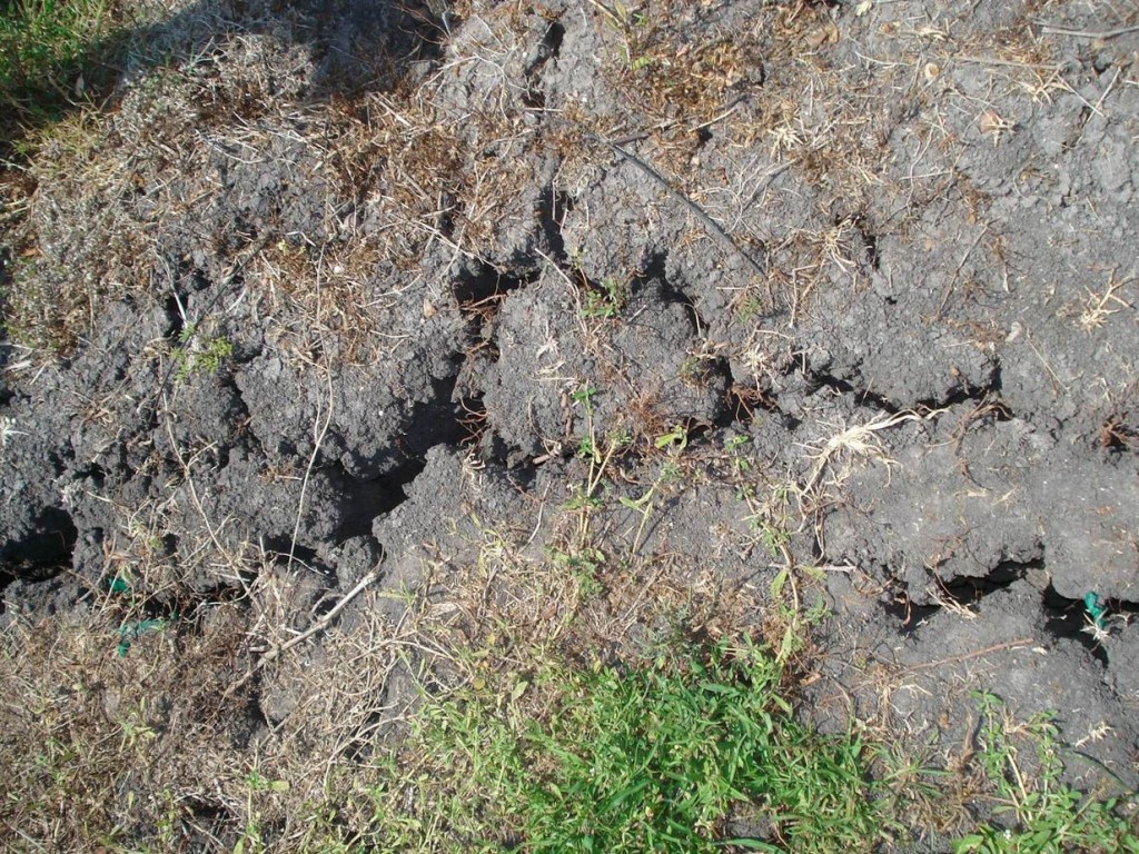 Drought induced cracks in a heavy clay vineyard soil in the Gulf Coast of Texas.
