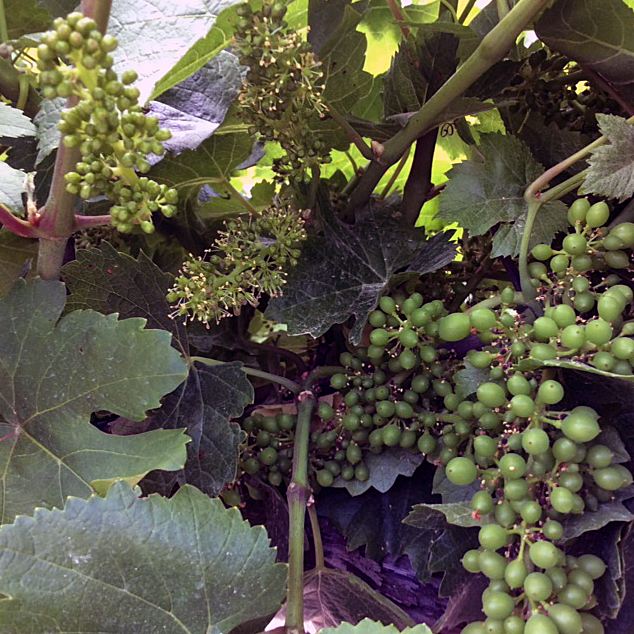 Fig. 1:  Prebloom, full bloom and clusters hang  on the same Pinot Grigio cordon. Photo: Progressive Viticulture © 