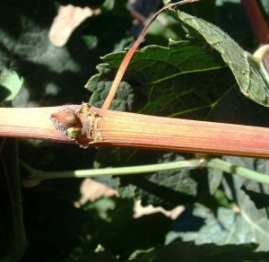 Fig. 4:  A woody abscission layer under a petiole  indicating ripe cane wood. Photo: Progressive Viticulture © 