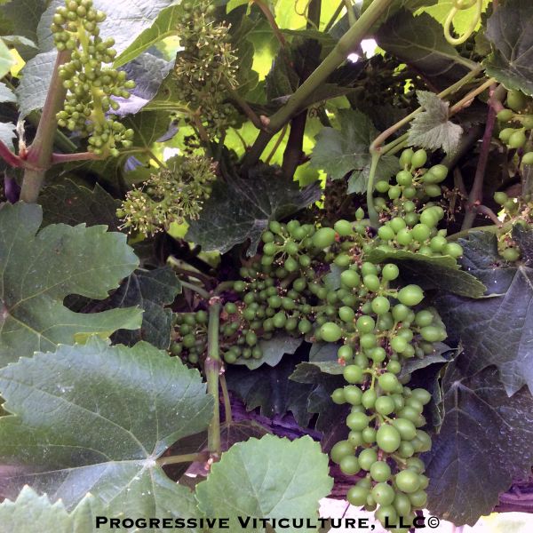 Fig. 1: Prebloom, full bloom and clusters hang on the same Pinot Grigio cordon. Photo: Progressive Viticulture ©