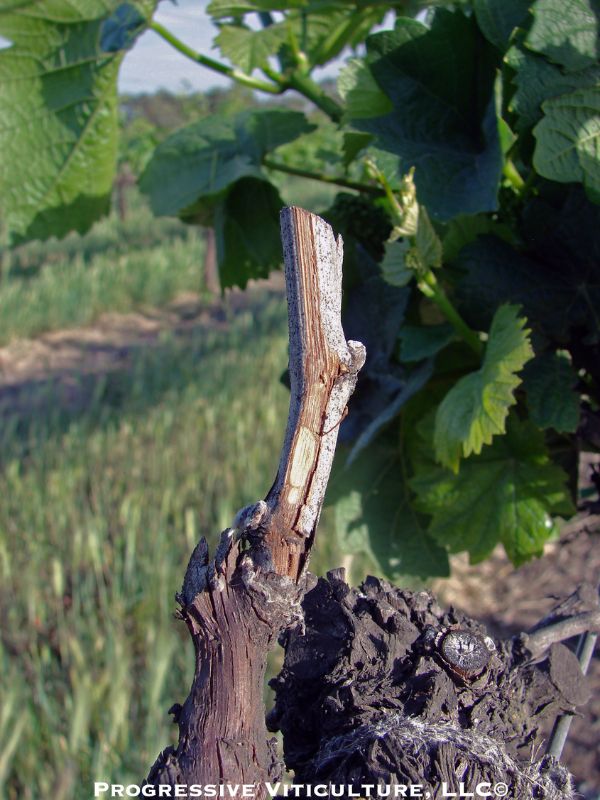 Fig. 2: Dead spur due to cold winter temperatures. Photo: Progressive Viticulture ©