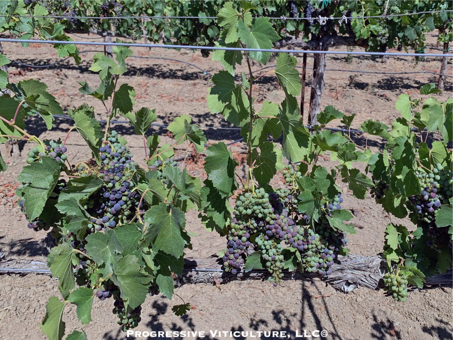Fig. 3: Overcropped young vine. Photo: Progressive Viticulture ©