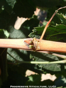 Fig. 4: A woody abscission layer under a petiole indicating ripe cane wood. Photo: Progressive Viticulture © 