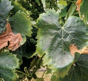 Figure 13.2 Spring Botrytis infection on leaf. Photo: L. J. Bettiga.