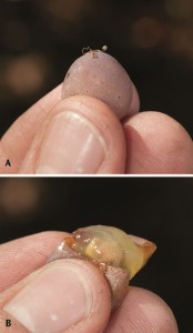 Figure 13.6 Breakdown of cutin in the epidermis (A) allows the pulp to be easily squeezed out (B). This is often referred to as the slip skin stage. Photos: L. J. Bettiga.