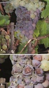 Figure 13.9 Destruction of the central part of a Chardonnay cluster caused by Botrytis (A). Desiccation and sporulation late in the growing season (B).Photos: L. J. Bettiga.