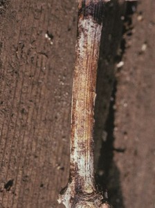 Figure 13.11 Lesions and sclerotia on a cane from Botrytis infection. Photo: L. J. Bettiga.