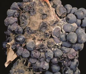 Figure 13.16 Rotting cluster with Botrytis and Penicillium present. Photo: J. K. Clark.
