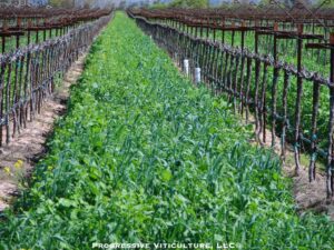 Fig. 4. A Lodi vineyard cover crop during late winter. Photo: Progressive Viticulture, LLC ©