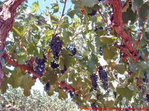 Fig. 5. The underside of a well exposed grapevine canopy. Photo: Progressive Viticulture, LLC ©