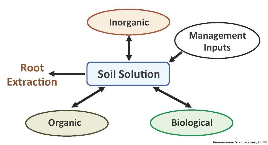 <strong>Fig. 1.</strong>Mineral nutrient pools affecting the nutrient content of the soil solution.<br />Source: Progressive Viticulture, LLC ©