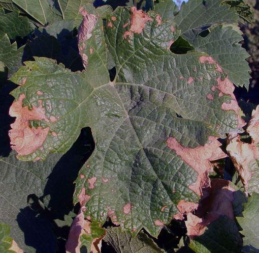 Fig. 3.  Patches of dead leaf tissues due to nitrogen toxicity. Source: Progressive Viticulture, LLC © 