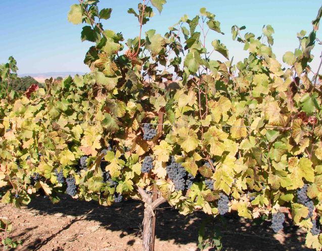 Fig. 4.  Pale foliage and insufficient canopy development due insufficient applied N. Source: Progressive Viticulture, LLC © 