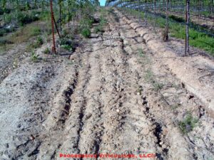 Fig. 1. Erosion of a sloped vineyard soil with minimum cover crop protection. Source: Progressive Viticulture, LLC ©