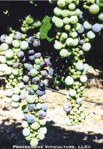 Poor fruit set and undersized, oblate berry symptoms of boron deficiency in Zinfandel. (Source: Progressive Viticulture, LLC ©)