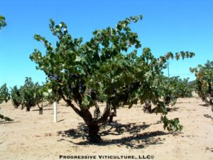Figure 1. - A free-standing grapevine. (Photo source: Progressive Viticulture©)