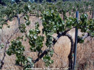 Figure 4. - An unmanaged vineyard. (Photo source: Progressive Viticulture©)