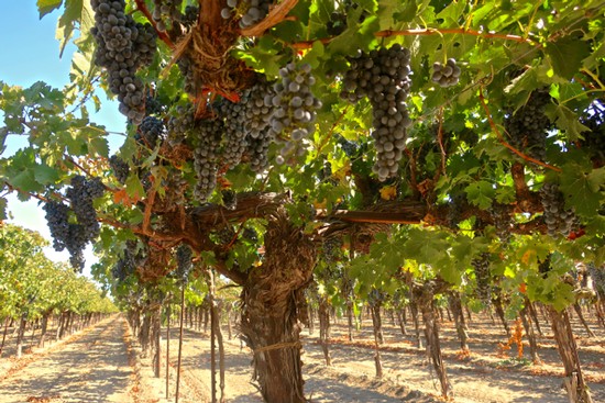 THE RED BORDEAUX GRAPES OF LODI | Lodi Growers