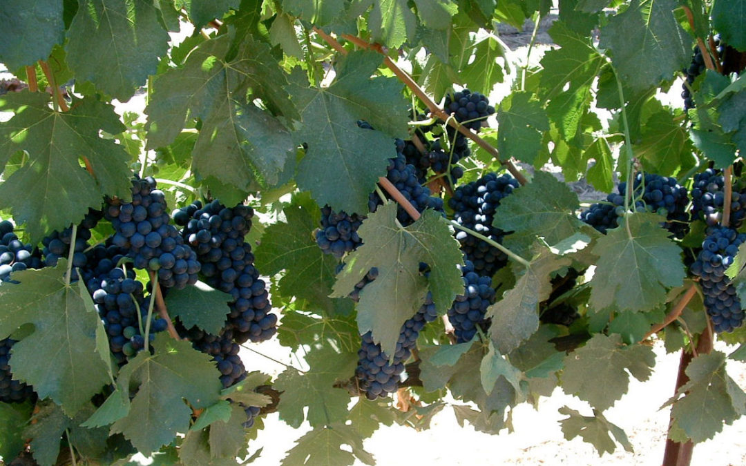 QUANTITY, INTENSITY, AND TIMING IN THE MANAGEMENT OF VINEYARD RESOURCES