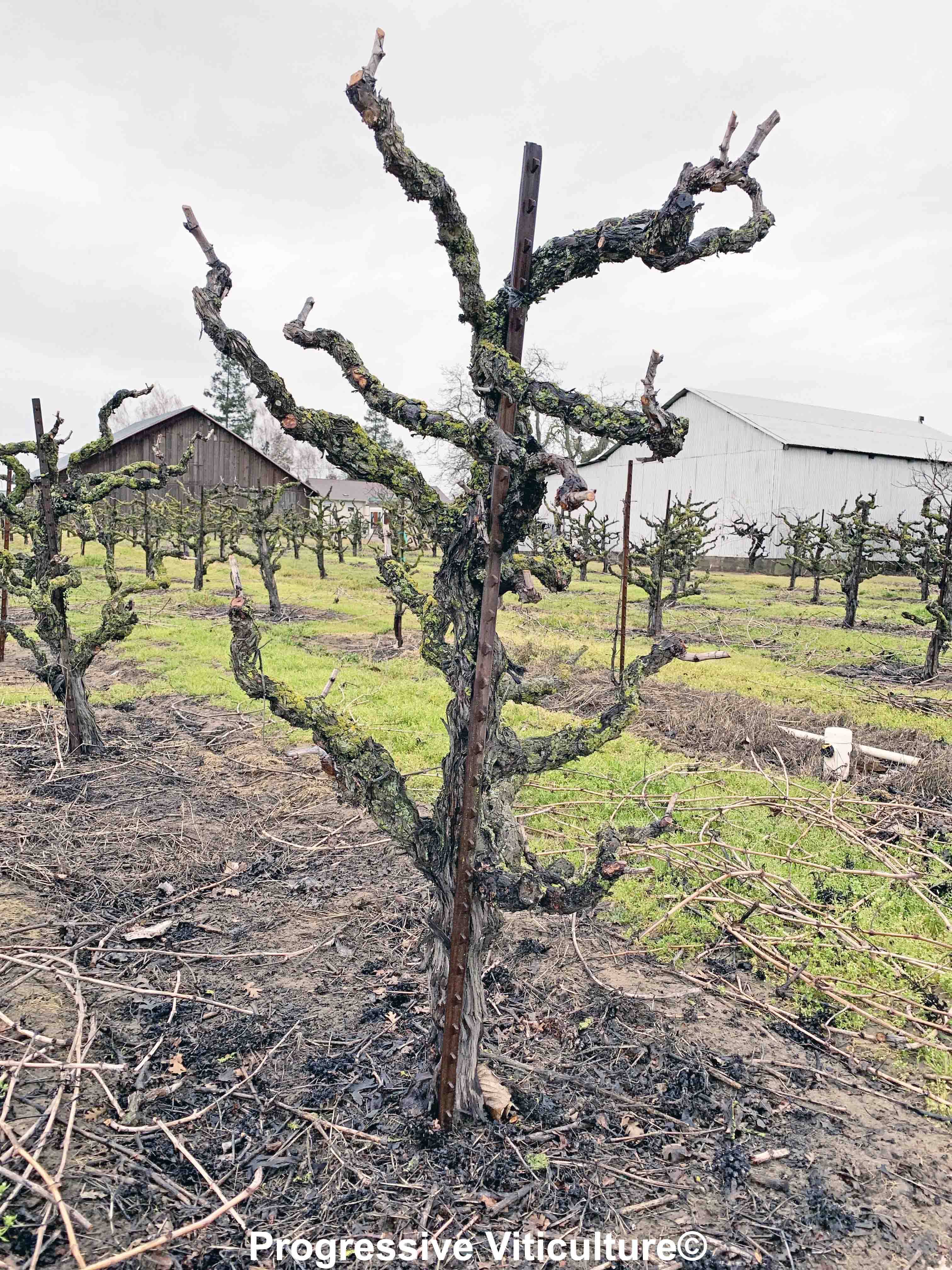 OPTIMIZING HEAD TRAINED VINEYARDS Lodi Growers