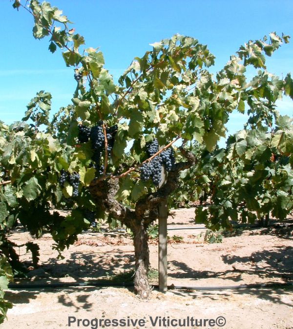 Fig. 4. With head training, the three primary winegrape quality factors - balanced fruit and leaf growth,fruit exposure to dappled sunlight, and sustained moderate water stress - are attained with minimum inputs in many California vineyards. (Progressive Viticulture©)