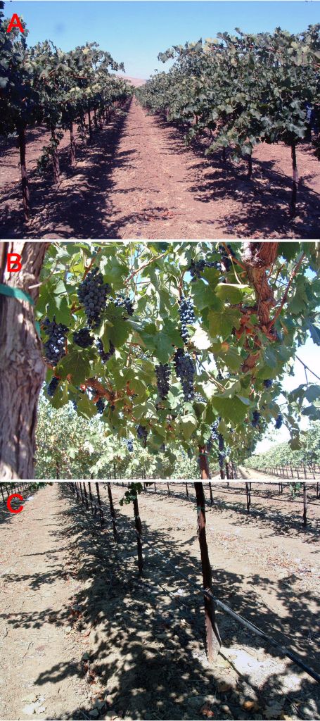 Fig. 4. Cabernet Sauvignon vines on a non-positioned GDC trellis (A) at ground level, (B) from below the fruit zone, and (C) the canopy shadow revealing light penetration; Salado Creek AVA, Patterson, California. (Progressive Viticulture©)