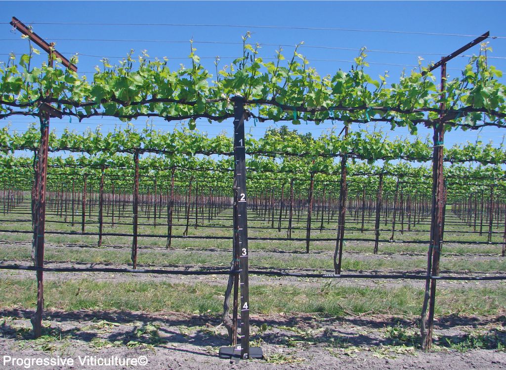 Fig. 7. Cordon height (≈ 60 inches) of Pinot gris on a Wye trellis, Grand Island.<br />(Progressive Viticulture©)
