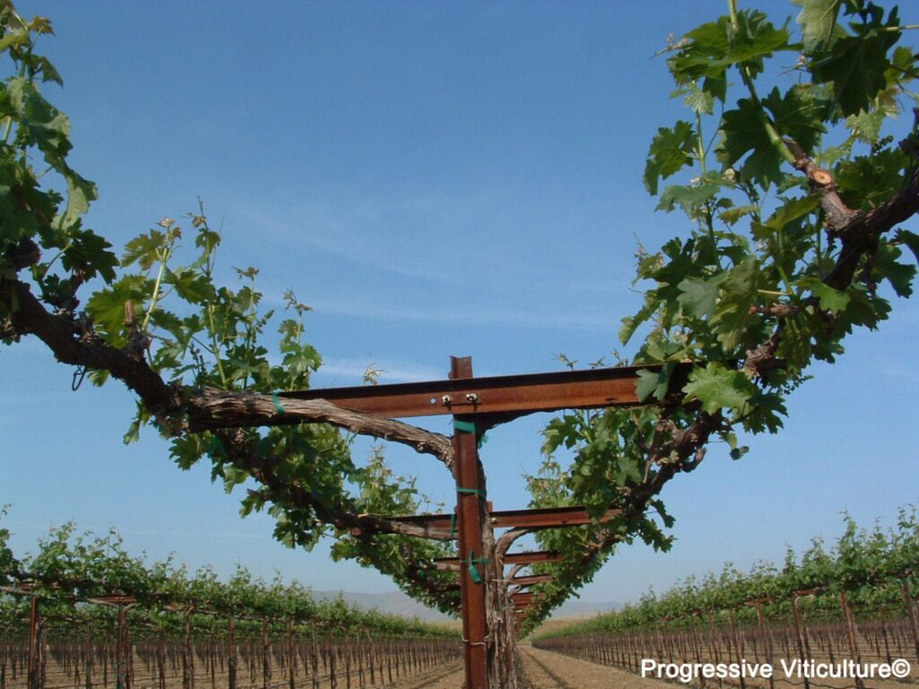 Fig. 2. Horizontally divided Cabernet Sauvignon vines on a non-positioned GDC trellis early in the growing season. (Progressive Viticulture©)