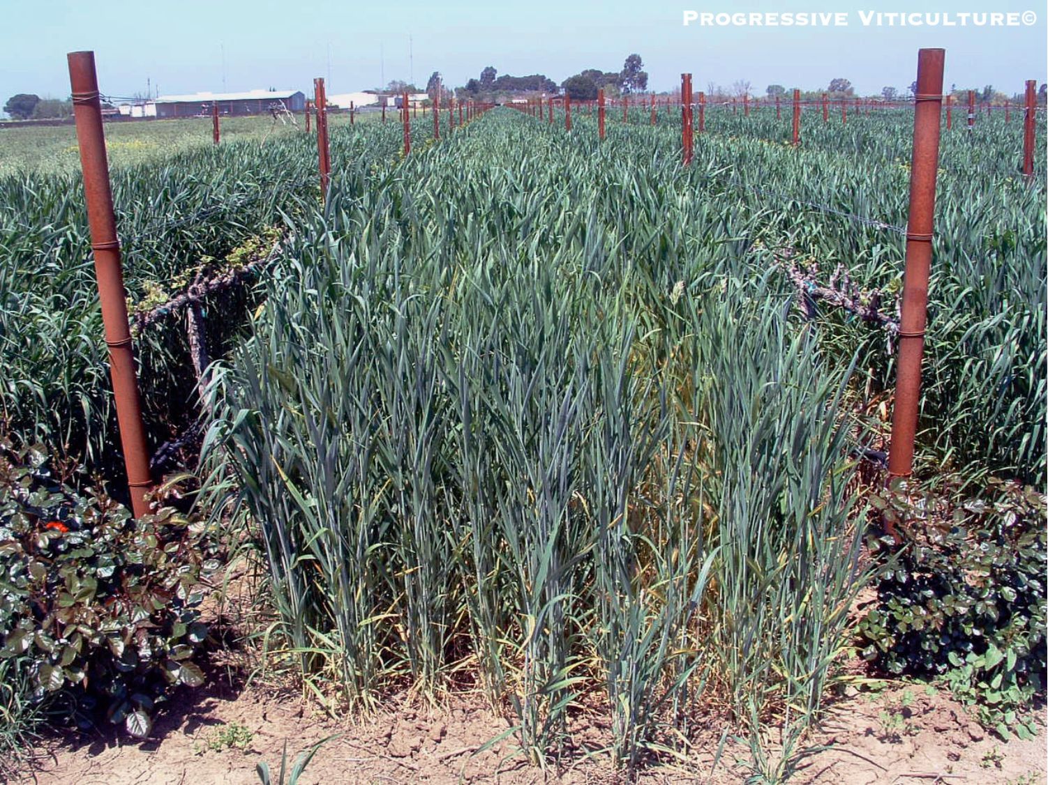 Figure 1.  Vigorous growing cover crops consume soil water and mineral nutrients, decreasing the quantities available to adjacent grapevines. (Progressive Viticulture©)