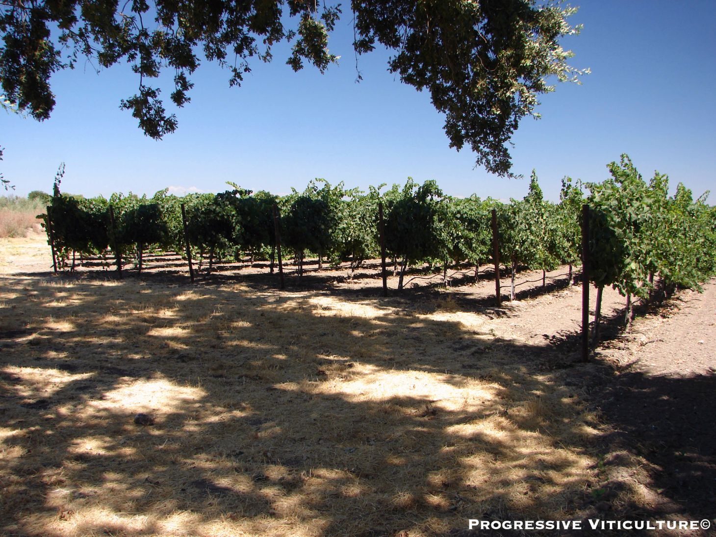 Figure 2.  Trees on vineyard periphery shade grapevines, reducing their photosynthetic output. (Progressive Viticulture©)