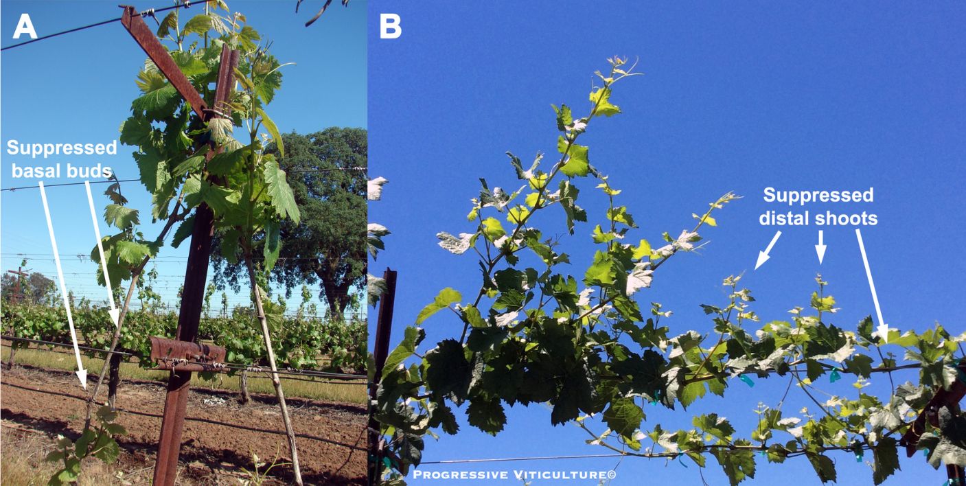 Figure 4.  Apical dominance effects: (A) early emerging, shoots on the apical end of a vertical cane suppress the emergence of basal buds and (B) early emerging, longer shoots on the proximal end of a new cordon suppress the growth of later emerging, shorter shoots at the distal end. (Progressive Viticulture©)