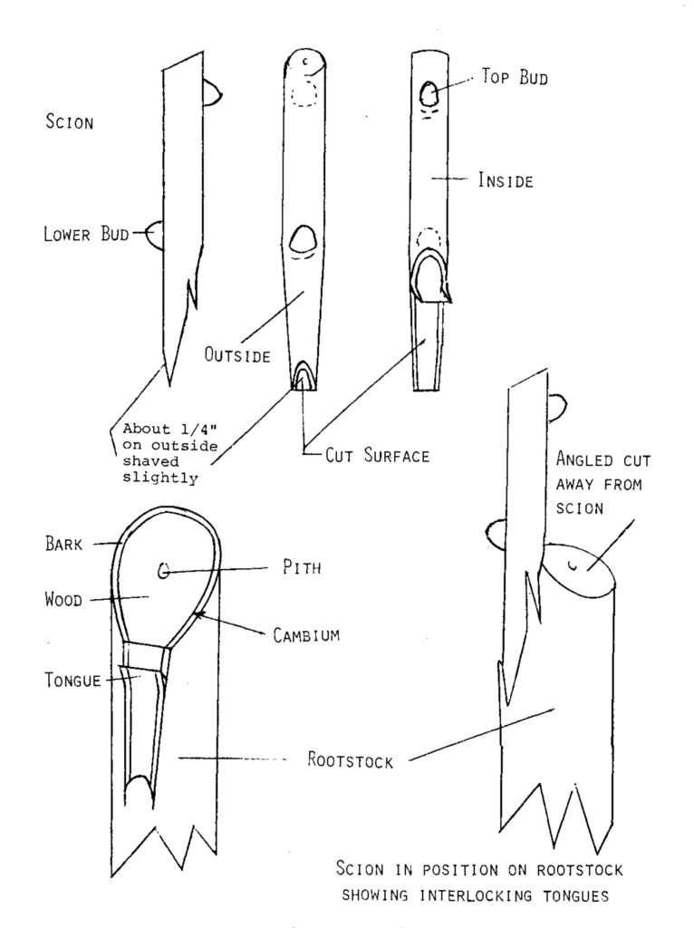 Figure 1. Components of a side whip graft. (Source: Alley, C. Am J. Enol. Vitic. 1975.)
